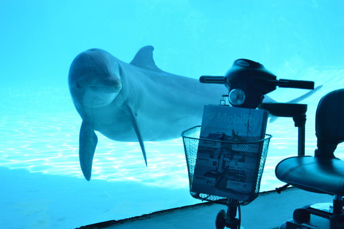 piscina delfini 3_low